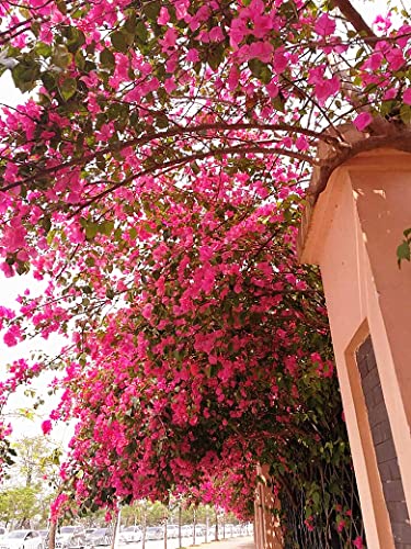 Silky Flower Store Artificial Bougainvillea Silk Flower Branches, Hot Pink Floral Decor, Bulk 40Pcs 45cm 3 3 Product: 40Pcs in Bulk Artificial Bougainvillea Silk Flowers Branches Long Plant Stems 45" for Wedding Centerpieces, Bussiness Decoration Project, Indoor & Outdoor Decoration (Hot Pink - 40Pcs)
