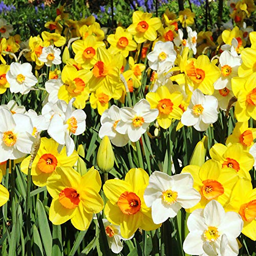 Silky Flower Store Narcissus Daffodil Bulbs 100 Pack, White Yellow Flower Bulb Box, Easy Carry Handle, Spring Bloom 20.5cm 3 3 Product: 100 Narcissus Daffodil Mix Flower Bulb Box with Easy Carry Handle - White & Yellow Colors - Weeks of Easy to Grow Flowers - Plant in Gardens, Containers & Flowerbeds - Planting Instructions Included