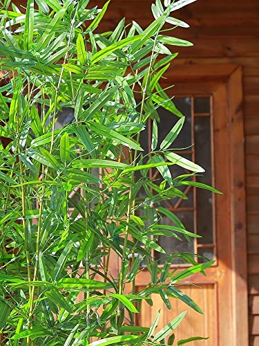 Silky Flower Store Artificial Bamboo Tree, Faux Indoor Outdoor Greenery, Lifelike Decorative Plant, 1.8m Tall 3 3 Product: 3 4 5 6 7 ft Tall Artificial Bamboo Tree 5 10 20 30 40 50 100 Pole, Courtyard Landscaping Simulation Artificial Plants Tree, Commercial Partition Privacy Fence ( Color : 5 Bamboo , Size : 1.8m Tall )
