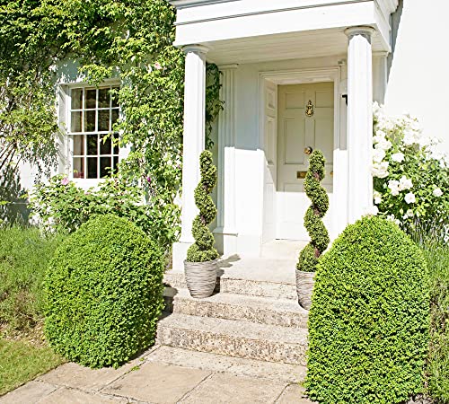 Product: 2x Artificial Spiral Boxwood Topiary Trees | Realistic Artificial Design | UV Protected for Outdoor Use | Indoor and Outdoor Use | Elegant Decoration (4ft/120cm)