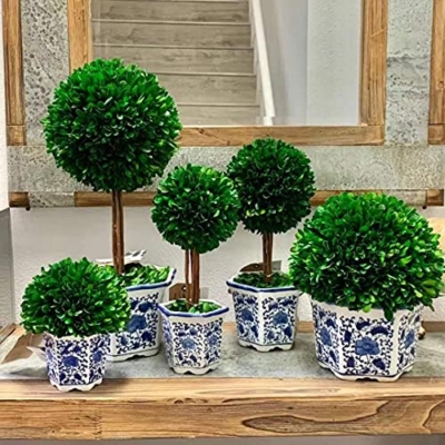 Product: Galt International Preserved Boxwood Topiary Tree in Blue & White Ceramic Pot - Plant and Table Centerpiece Stunning Greenery and Plant Decor for Home 5.9" Diameter Topiary 14" Tall