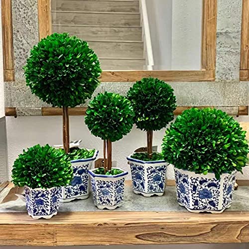 Product: Galt International Preserved Boxwood Topiary Tree in Blue & White Ceramic Pot - Plant and Table Centerpiece Stunning Greenery and Plant Decor for Home 5.9" Diameter Topiary 14" Tall
