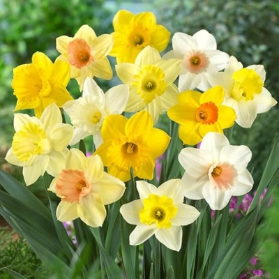 Silky Flower Store Narcissus Daffodil Bulbs 100 Pack, White Yellow Flower Bulb Box, Easy Carry Handle, Spring Bloom 20.5cm 9 9 Product: 100 Narcissus Daffodil Mix Flower Bulb Box with Easy Carry Handle - White & Yellow Colors - Weeks of Easy to Grow Flowers - Plant in Gardens, Containers & Flowerbeds - Planting Instructions Included