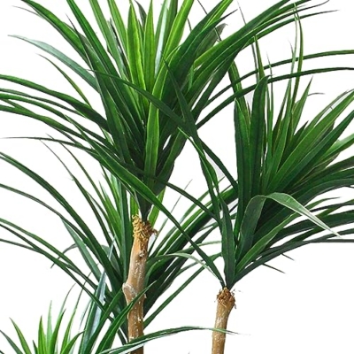 Silky Flower Store Artificial Yucca Tree, Tropical Faux Plant with Rubber Leaves, Natural Trunk, UV Resistant, Indoor Outdoor Décor, 51-inch 12 12 Product: Pure Garden Artificial Tree - 51-Inch Tropical Yucca Plant with Rubber Leaves and Natural Trunk for Living Room, Bedroom and Office - Faux Plants