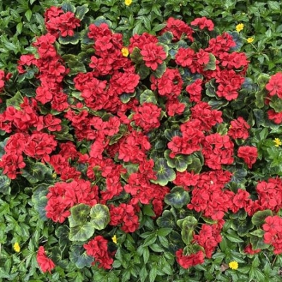 Product: Dophinena Pack of 12 - Artificial Geraniums Bundles Full Blooms Silk Flower Plants Geranium Bush Red Color for Home Garden Wedding Indoor Outdoor Decor (Red - Pack of 12)