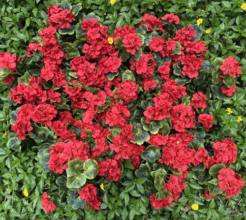 Product: Dophinena Pack of 12 - Artificial Geraniums Bundles Full Blooms Silk Flower Plants Geranium Bush Red Color for Home Garden Wedding Indoor Outdoor Decor (Red - Pack of 12)