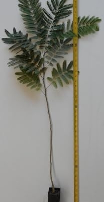 Product: DESBEBE Live Plant - 1 E.H Wilson Silk Trees 18-30 inches Tall (Albizia julibrissin) Cold Hardy Mimosa, Green