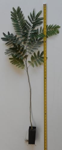 Product: DESBEBE Live Plant - 1 E.H Wilson Silk Trees 18-30 inches Tall (Albizia julibrissin) Cold Hardy Mimosa, Green