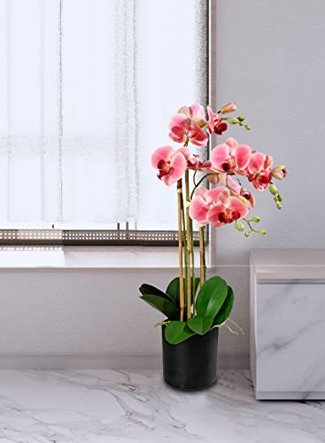 Silky Flower Store Pink Realistic Phalaenopsis Orchids, Artificial Potted Flowers in Black Plastic Pot, 26 Inch Tall, 5 Inch Diameter 1 1 Product: Serene Spaces Living 3 Pink Realistic Phalaenopsis Orchids in Black Plastic Pot, Artificial Potted Flowers - Beautiful Entryway Vase, Foyer Table Décor, Great Gift, Measures 5" Diameter & 26" Tall