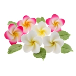 Product: Global Sugar Art Tropical Frangipani Plumeria Edible Sugar Flower Blossoms, Wedding Cake & Cupcake Flowers with Leaves, 24 Count by Count by Chef Alan Tetreault