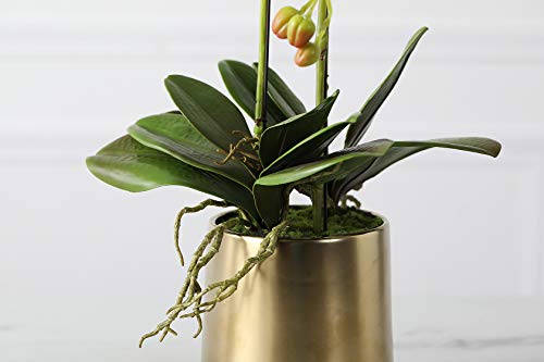 Product: Fudostar Artificial Silk Moth Orchid Flowers Potting in Matte Gold Ceramic Vase, 22'' High, Real Touch Natural Looking Phalaenopsis Flowers and Greens, Centerpiece Decor (White)