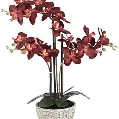 Silky Flower Store Artificial Red Orchid Arrangement, Studio 55D Potted Silk Faux Flower in Crackle Gray Vase, 24 High 7 7 Product: Studio 55D Potted Silk Faux Artificial Flower Arrangement Realistic Red Orchid in Crackle Gray Vase for Home Decoration Living Room Office Bedroom Bathroom Kitchen Dining Room 24" High