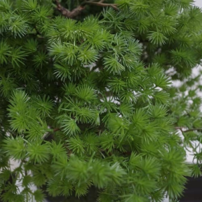 Silky Flower Store Artificial Pine Bonsai Tree, Leaf LEAF 7518, Black Ceramic Bowl Planter, Decorative Faux Bonsai, 50cm 7 7 Product: Leaf LEAF-7518 50cm Artificial Pine Bonsai Tree