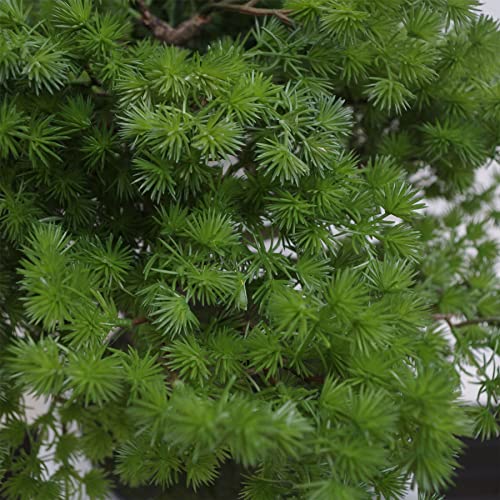 Silky Flower Store Artificial Pine Bonsai Tree, Leaf LEAF 7518, Black Ceramic Bowl Planter, Decorative Faux Bonsai, 50cm 2 2 Product: Leaf LEAF-7518 50cm Artificial Pine Bonsai Tree