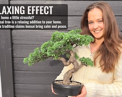 Product: Permaplants Artificial Bonsai Tree 16" Tall with Realistic Wood and Ceramic Pot Fake Plants Juniper Pine Zen Faux Plants for Home Bedroom Office Bathroom Japanese Decor