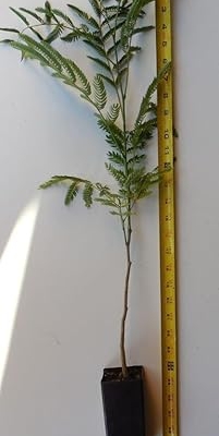 Product: DESBEBE Live Plant - 1 E.H Wilson Silk Trees 18-30 inches Tall (Albizia julibrissin) Cold Hardy Mimosa, Green