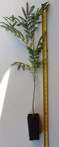 Product: DESBEBE Live Plant - 1 E.H Wilson Silk Trees 18-30 inches Tall (Albizia julibrissin) Cold Hardy Mimosa, Green