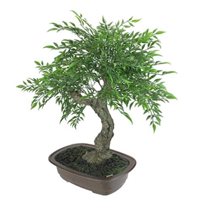 Product: Mini Bonsai Artificial Tree in a Pot - 18”