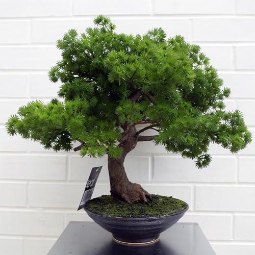 Leaf LEAF-7518 50cm Artificial Pine Bonsai Tree - Artificial Flower Arrangements Product: Leaf LEAF-7518 50cm Artificial Pine Bonsai Tree