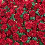 Product: Olivachel 72pcs Rose in Bulk Artificial Rose Heads with Stems & Leaves Silk Flowers for Home Wedding Decor Flower Storefront Restaurant Wall Decor (Red - 72Pcs)