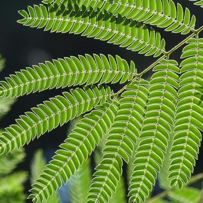 Product: DESBEBE Live Plant - 1 E.H Wilson Silk Trees 18-30 inches Tall (Albizia julibrissin) Cold Hardy Mimosa, Green