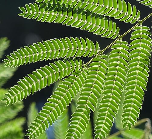 Product: DESBEBE Live Plant - 1 E.H Wilson Silk Trees 18-30 inches Tall (Albizia julibrissin) Cold Hardy Mimosa, Green