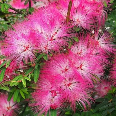Product: DESBEBE Live Plant - 1 E.H Wilson Silk Trees 18-30 inches Tall (Albizia julibrissin) Cold Hardy Mimosa, Green