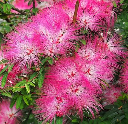Product: DESBEBE Live Plant - 1 E.H Wilson Silk Trees 18-30 inches Tall (Albizia julibrissin) Cold Hardy Mimosa, Green