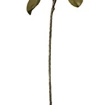 Product: Kalalou Magnolia Flower Botanica, One Size, Off- White