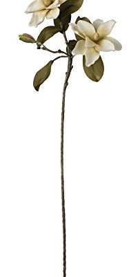 Product: Kalalou Magnolia Flower Botanica, One Size, Off- White