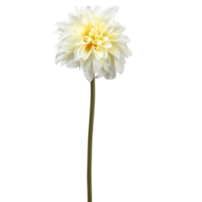 Product: 19" Dahlia Silk Flower Stem -Soft Yellow (Pack of 12)