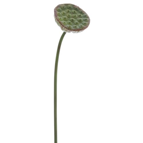 29.5" Silk Lotus Pod Flower Spray -Green (Pack of 12) - Artificial Flower Arrangements Product: 29.5" Silk Lotus Pod Flower Spray -Green (Pack of 12)