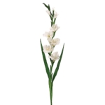 Product: 49.5" Gladiolus Spray Cream (Pack of 6)