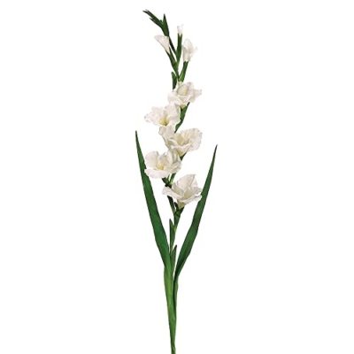 Product: 49.5" Gladiolus Spray Cream (Pack of 6)