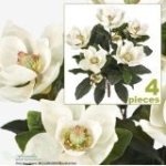 Product: 2' Magnolia Artificial Silk Flower Bushes (Cream) for Home, Garden and Decoration, with No Pot, (Pack of 4)