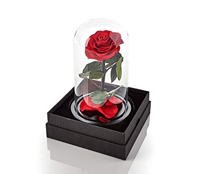Silky Flower Store Preserved Red Rose Glass Dome Decorative Accent, Timeless Rose by Sharper Image, 10cm 17 17 Product: Sharper Image Timeless Rose