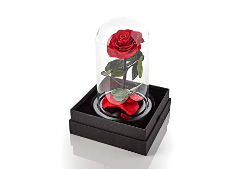 Silky Flower Store Preserved Red Rose Glass Dome Decorative Accent, Timeless Rose by Sharper Image, 10cm 8 8 Product: Sharper Image Timeless Rose