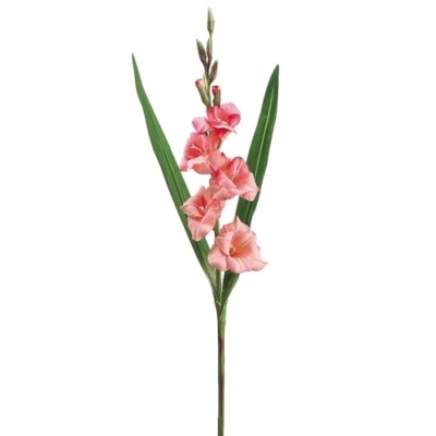 Product: 33GladiolusSprayPinkCerisePackof12