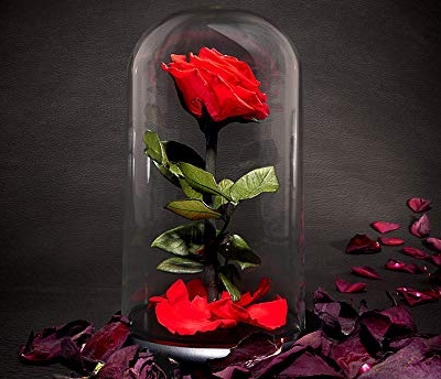 Silky Flower Store Preserved Red Rose Glass Dome Decorative Accent, Timeless Rose by Sharper Image, 10cm 16 16 Product: Sharper Image Timeless Rose