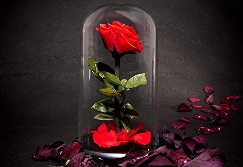 Silky Flower Store Preserved Red Rose Glass Dome Decorative Accent, Timeless Rose by Sharper Image, 10cm 7 7 Product: Sharper Image Timeless Rose