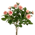 Product: 10" Mini Rose Bush x3 Pink (Pack of 36)