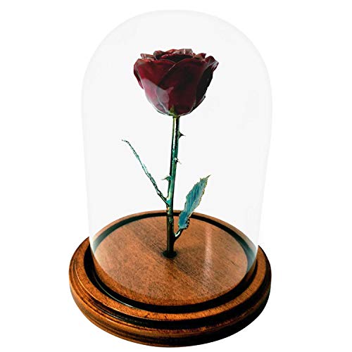 Product: Forever Rose Enchanted Burgundy Preserved Rose | Hand Dipped Rose in Lacquer with A Copper Stem, in A Glass Dome | Inspired by Beauty and The Beast Flower | Romantic Gifts for Women