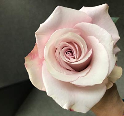 Silky Flower Store Farm Direct Fresh Pink Roses from Ecuador, 50 Stems, Fresh Floral Arrangement 50cm 13 13 Product: Farm Direct 50 Fresh Pink Roses | Fresh Flowers Roses from Ecuador