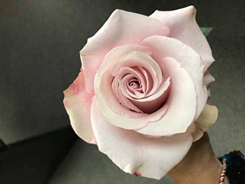 Silky Flower Store Farm Direct Fresh Pink Roses from Ecuador, 50 Stems, Fresh Floral Arrangement 50cm 6 6 Product: Farm Direct 50 Fresh Pink Roses | Fresh Flowers Roses from Ecuador