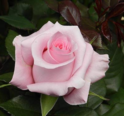 Silky Flower Store Farm Direct Fresh Pink Roses from Ecuador, 50 Stems, Fresh Floral Arrangement 50cm 10 10 Product: Farm Direct 50 Fresh Pink Roses | Fresh Flowers Roses from Ecuador