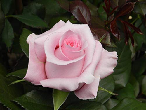 Silky Flower Store Farm Direct Fresh Pink Roses from Ecuador, 50 Stems, Fresh Floral Arrangement 50cm 3 3 Product: Farm Direct 50 Fresh Pink Roses | Fresh Flowers Roses from Ecuador