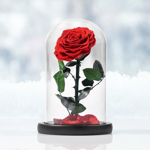 Silky Flower Store Preserved Red Rose Glass Dome Decorative Accent, Timeless Rose by Sharper Image, 10cm 1 1 Product: Sharper Image Timeless Rose