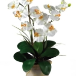 Product: Double Stem Phalaenopsis Silk Orchid Arrangement