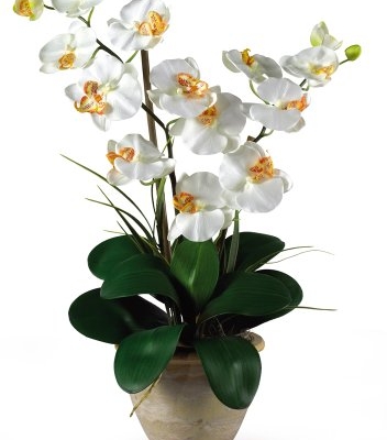 Product: Double Stem Phalaenopsis Silk Orchid Arrangement