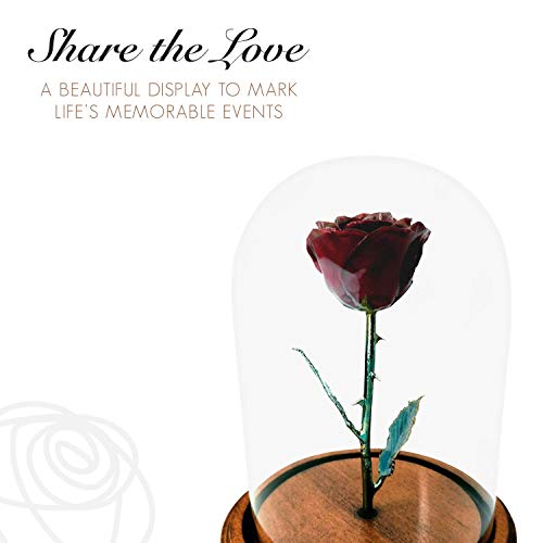 Product: Forever Rose Enchanted Burgundy Preserved Rose | Hand Dipped Rose in Lacquer with A Copper Stem, in A Glass Dome | Inspired by Beauty and The Beast Flower | Romantic Gifts for Women